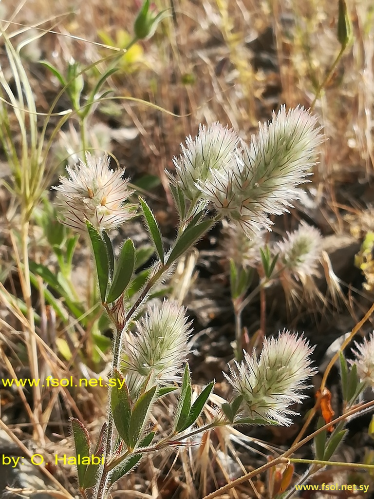 Trifolium arvense L.